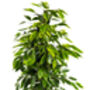 Ficus Benjamina Houseplant, thumbnail 3 of 4