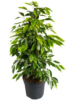 Ficus Benjamina Houseplant, 3 of 4