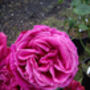 Rose Stephens Big Purple, Personalised Gift Rose, thumbnail 2 of 2