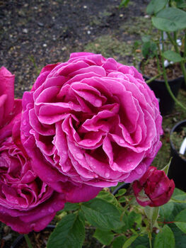 Rose Stephens Big Purple, Personalised Gift Rose, 2 of 2