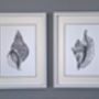 Limited Edition Conch Shell Giclee Print, thumbnail 3 of 5