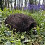 Biscuit The Hedgehog Brushwood House With Food Bowls, thumbnail 6 of 9