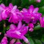 Christmas Cactus Purple Dancer Three X 13cm Pots, thumbnail 1 of 4