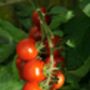 Tomato Multipack Five X Large Plants In Pots, thumbnail 5 of 5