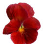 Flowers Pansy 'Winter Cheer' 20 X Plant Pack, thumbnail 1 of 4