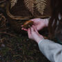 Winter Foraging Walk For One In The South Downs, thumbnail 7 of 12