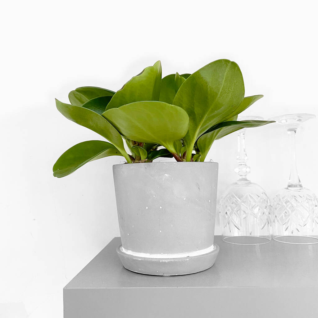 Baby Rubber Easy Care House Plant In 10cm Pot By Clouds Hill Succulents