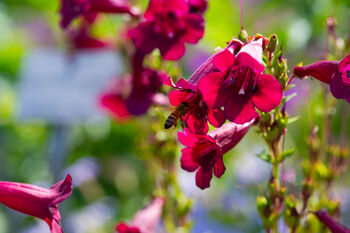 Penstemon 'Ruby Rich' Three X Full Plants In 1 L Pots, 4 of 4