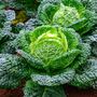 Vegetable Plants Cabbage 'Savoy' 12 X Plant Pack, thumbnail 5 of 8
