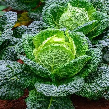 Vegetable Plants Cabbage 'Savoy' 12 X Plant Pack, 5 of 8