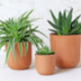 Curved Terracotta Plant Pot, thumbnail 4 of 4
