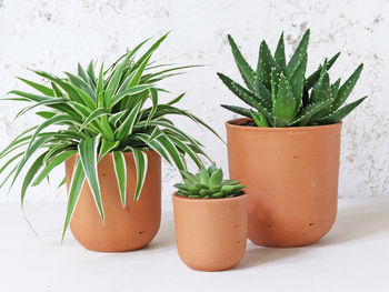 Curved Terracotta Plant Pot, 4 of 4