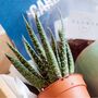 Plant Your Own Aloe Mini House Plant Gift, thumbnail 5 of 7