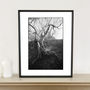 Tree Branches, Suffolk Photographic Art Print, thumbnail 1 of 4