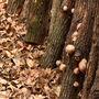 Shiitake Mushroom Log Growing Kit Gift Option, thumbnail 12 of 12