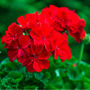 Flowers Geranium 'Deep Scarlet' 20 X Plant Pack, thumbnail 5 of 5