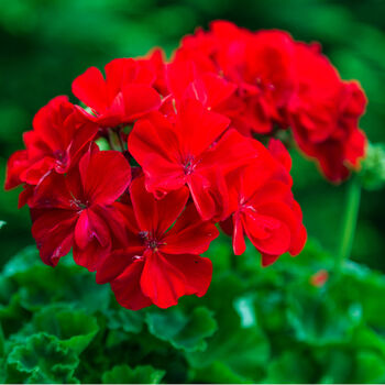 Flowers Geranium 'Deep Scarlet' 20 X Plant Pack, 5 of 5