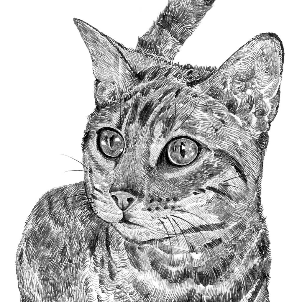 Cat Print By Ros Shiers