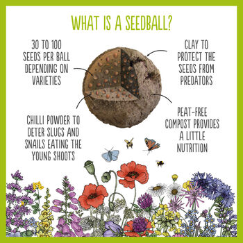 Wildflower Seedballs For Garden Wildlife Set Of Six, 6 of 12