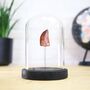 Carcharodontosaurus Tooth Real Dinosaur Fossil Glass Bell Jar, thumbnail 1 of 4