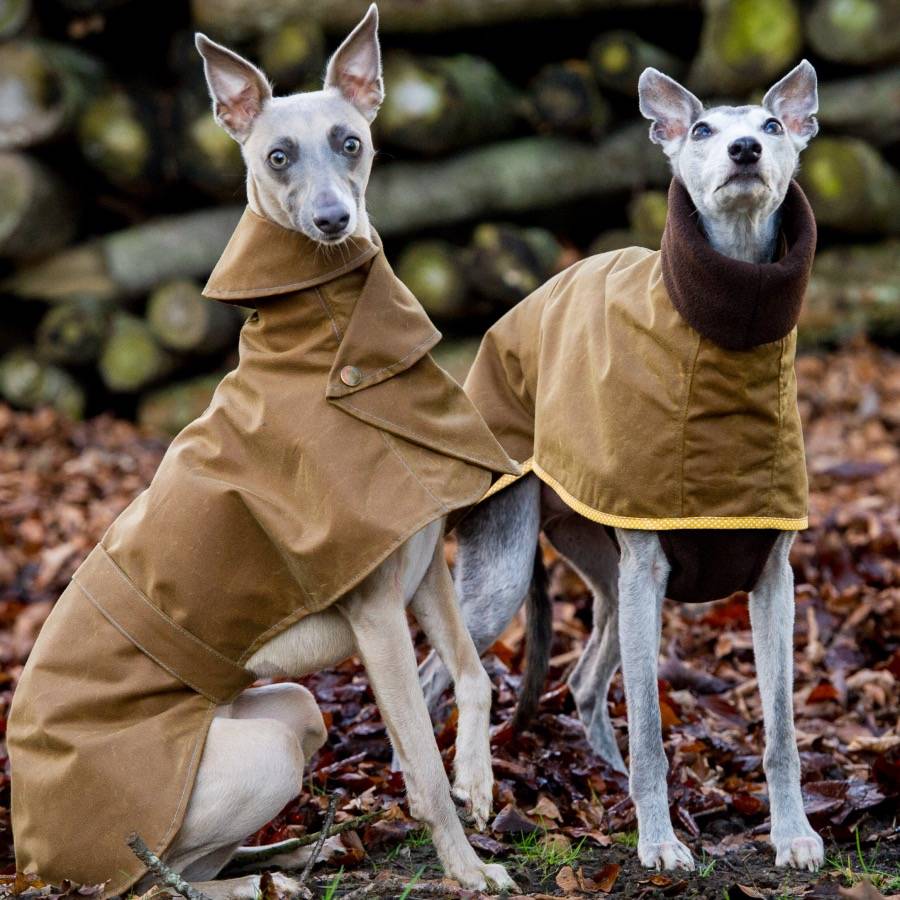 Whippet Coat With Wrap Collar By Redhound for Dogs