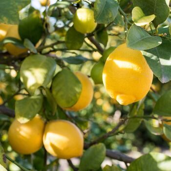 Lemon Citrus Tree In Five Litre Pot, 4 of 8