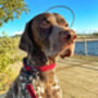 Burgundy Red Cord Dog Collar, thumbnail 3 of 4