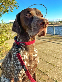 Burgundy Red Cord Dog Collar, 3 of 4