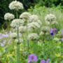 Allium Nigrum – 10 White Allium Bulbs, thumbnail 2 of 3