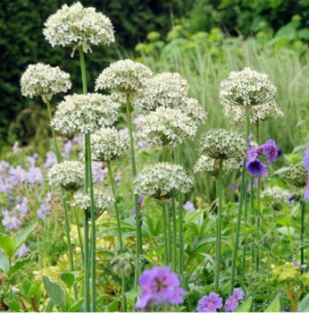 Allium Nigrum – 10 White Allium Bulbs, 2 of 3