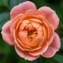 Rose 'Sweet Dreams' One X Plant In A Five Litre Pot, thumbnail 4 of 5