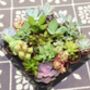 Small Hexagon Plant Pot Choice Of Succulent Or Cacti, thumbnail 3 of 6