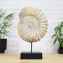 Giant Xl Mantelliceras Ammonite Fossil Stand, thumbnail 1 of 3