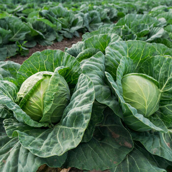 Vegetable Cabbage 'Stonehead Round' 12 X Plant Pack, 3 of 4