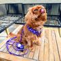 Ditsy Floral Padded Dog Collar, thumbnail 4 of 8