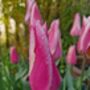 Tulip 'Sanne' – 15 Premium Scented Tulip Bulbs, thumbnail 3 of 3