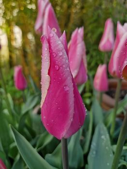 Tulip 'Sanne' – 15 Premium Scented Tulip Bulbs, 3 of 3