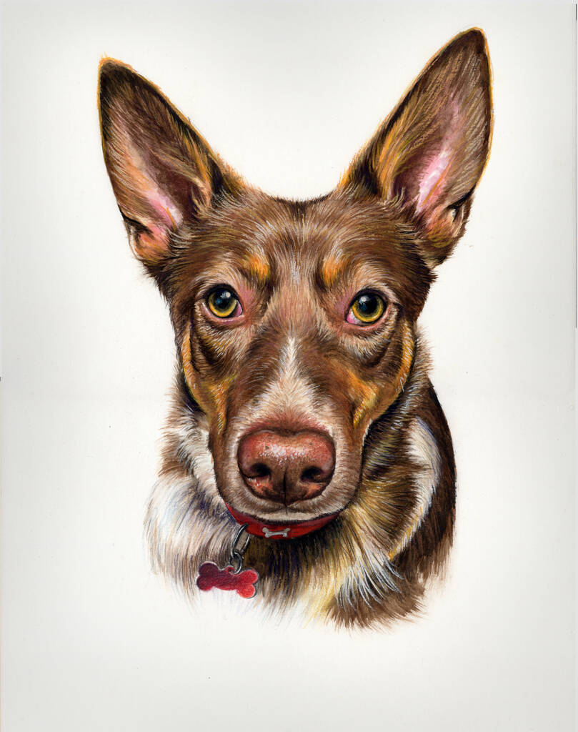 Pet Portrait In Pastel Pencil Drawing Painting, 1 of 8