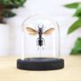 King Of Wasps Insect Bug Moth Butterfly Bell Jar Entomology Taxidermy Interior Design Home Decor Cloche Modern Display Gift Ornament, thumbnail 1 of 4