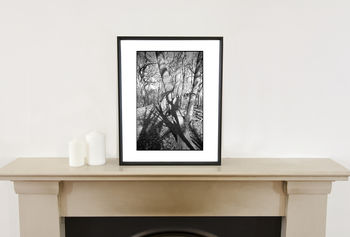 Shadowed Tree Ii, Suffolk Photographic Art Print, 2 of 4