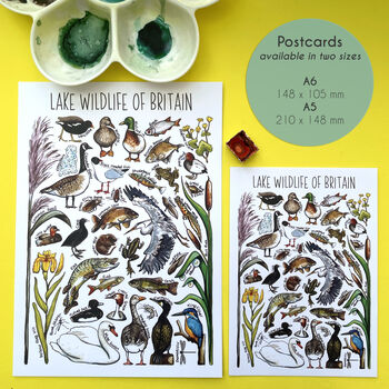 Lake Wildlife Of Britain Watercolour Postcard, 2 of 9