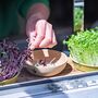 Big Flavour Organic Microgreens | Five Seed Set, thumbnail 5 of 7