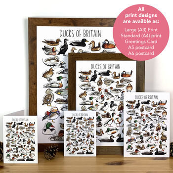 Ducks Of Britain Watercolour Postcard, 8 of 12