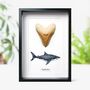 Megalodon Shark Tooth And Watercolour Illustration Box Frame Real Authentic Jurassic Dinosaur Fossil Interior Design Home Decor Display Gift Ornament, thumbnail 1 of 5