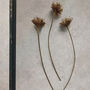 Trio Of Vintage Pressed Flower Frames Natural Wheat, thumbnail 7 of 11