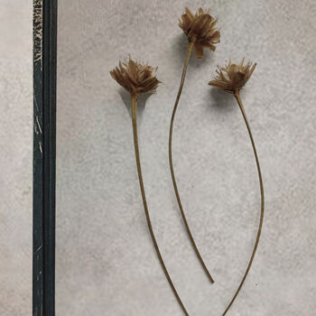 Trio Of Vintage Pressed Flower Frames Natural Wheat, 7 of 11