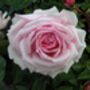 Birthday Rose Fabulous At 65, thumbnail 1 of 1