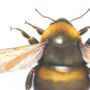 Giclée Fine Art Bee Print, thumbnail 2 of 3