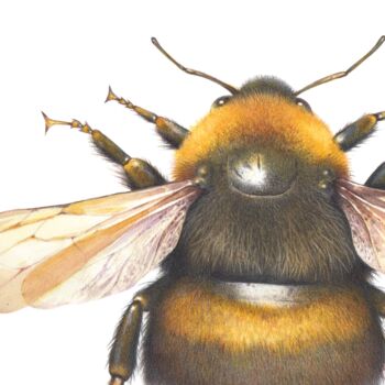 Giclée Fine Art Bee Print, 2 of 3