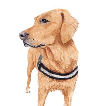 Hand Painted Watercolour Pet Portrait, 5 of 7